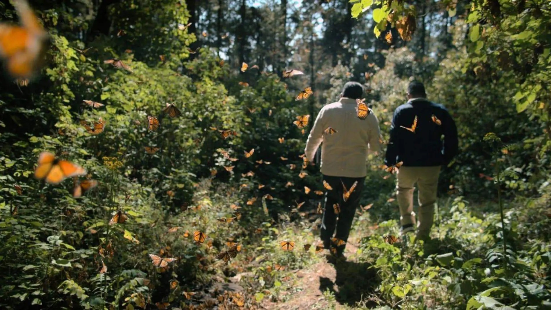 Homero Gómez caminando en la Reserva de la Biosfera de la Mariposa Monarca